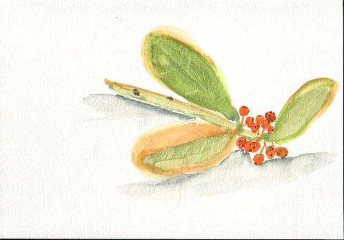 Leaves and Berries
