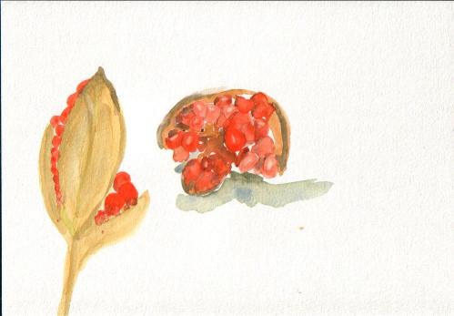 Berries